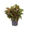Aglaonema Jungle Red, In 19cm-pot