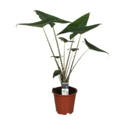 Alocasia Zebrina, In 19cm-pot