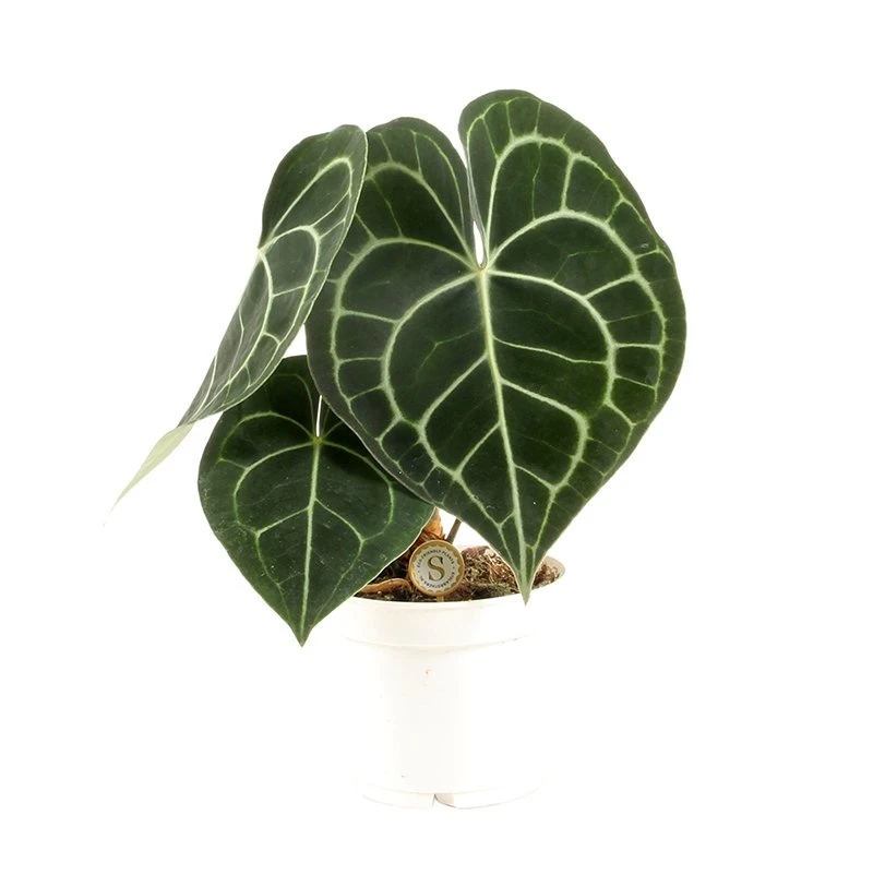Anthurium Clarinervium, In 12cm-pot 1 Anthurium Clarinervium, In 12cm-pot