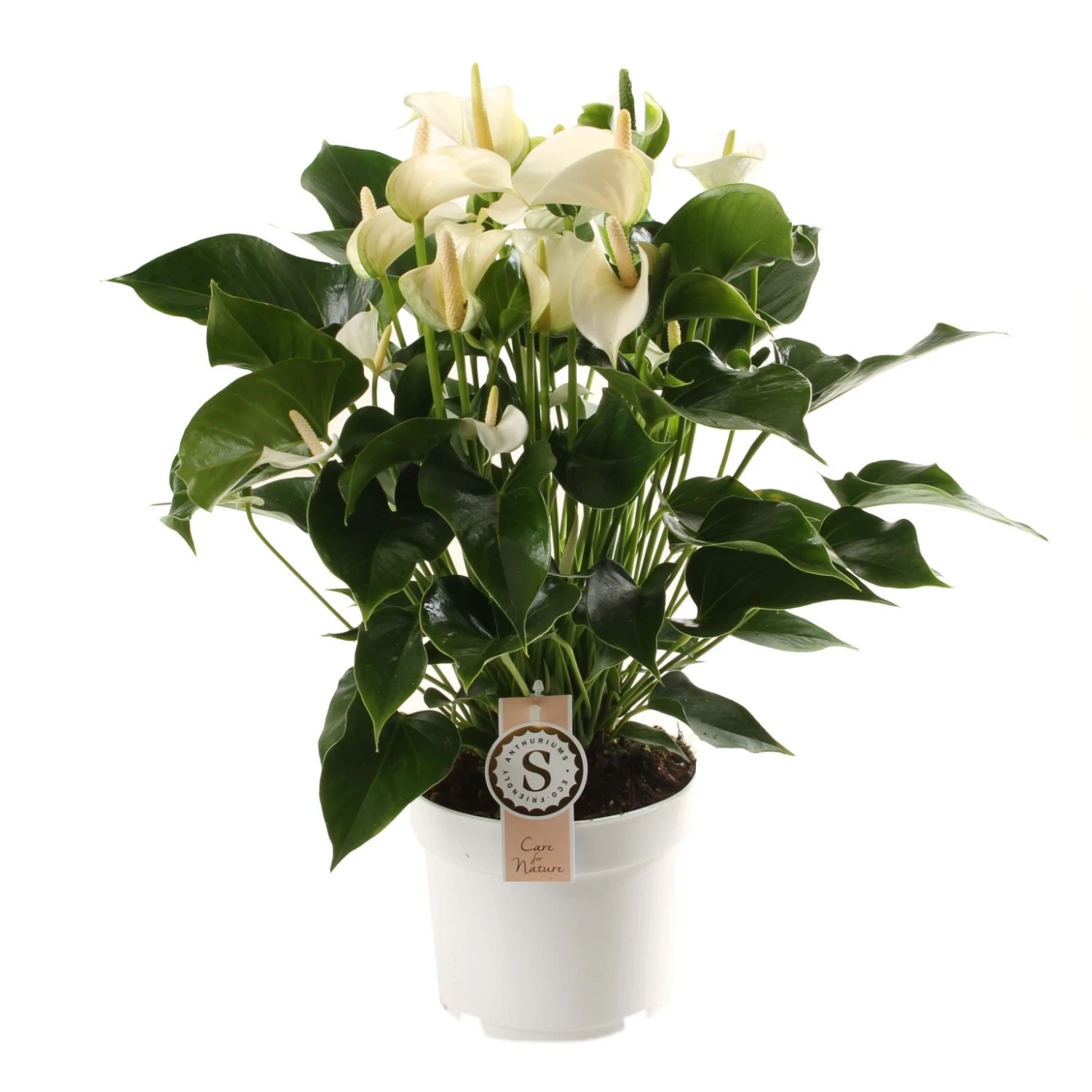 Anthurium White Champion, In 17cm-pot 1 Anthurium White Champion, In 17cm-pot