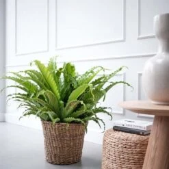Kettler Tuinieren Winkel -Kettler Tuinieren Winkel asplenium osaka in 30cm pot 600x600 61fce46fb49ee l