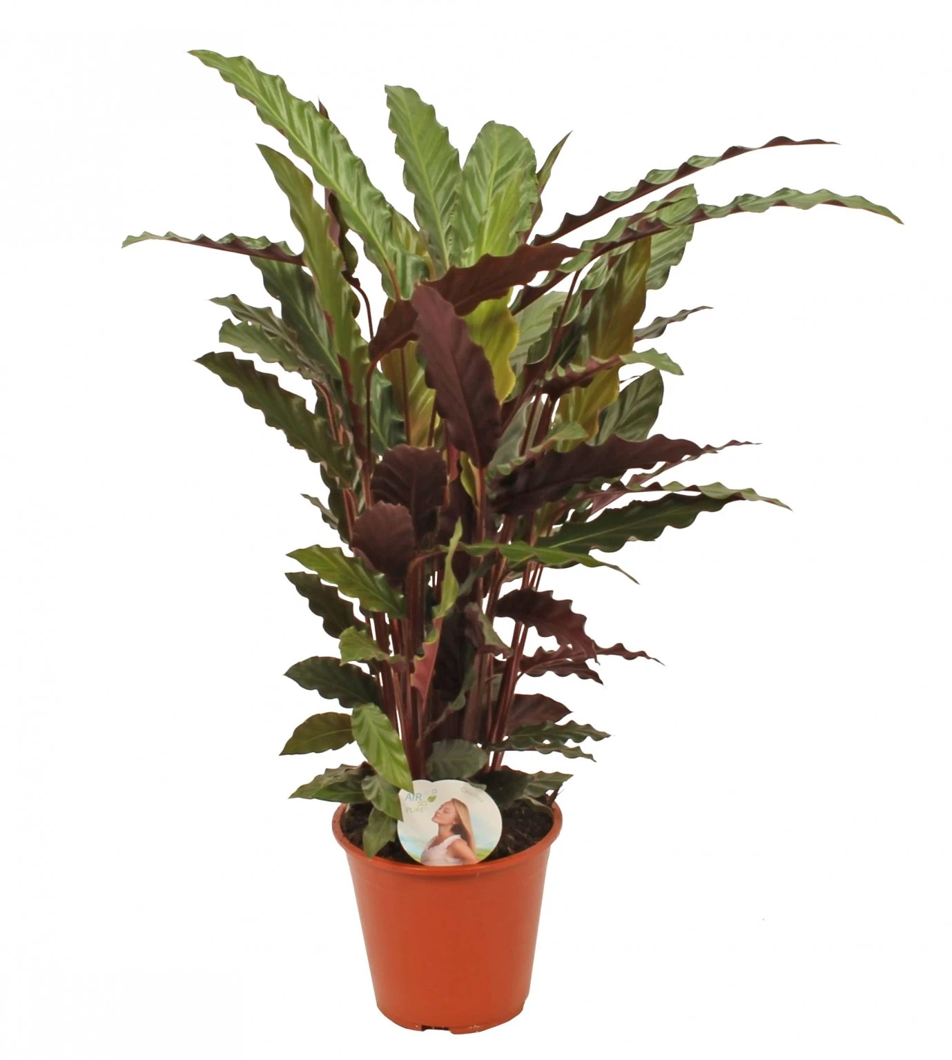 Calathea 'Rufibarba', In 19cm-pot 1 Calathea 'Rufibarba', In 19cm-pot