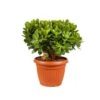 Crassula Magical Tree, In 25cm-pot