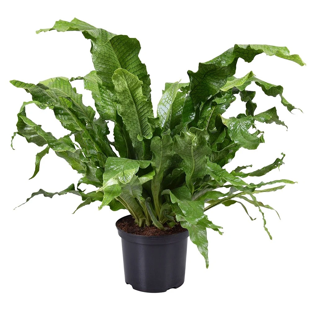 Krokodillenvaren (Microsorum Crocodyllus), In 23cm-pot 1 Krokodillenvaren (Microsorum Crocodyllus), In 23cm-pot