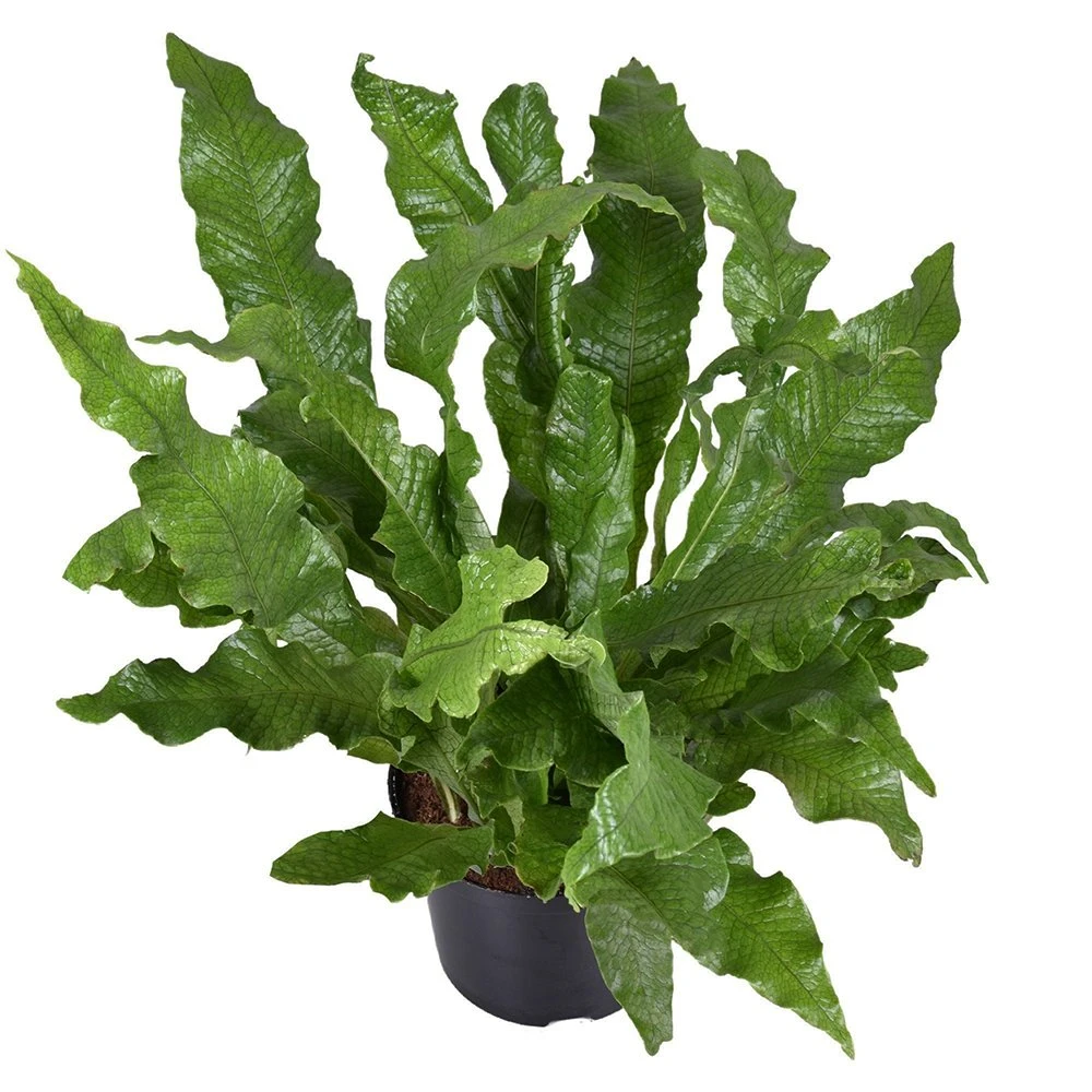 Krokodillenvaren (Microsorum Crocodyllus), In 23cm-pot 2 Krokodillenvaren (Microsorum Crocodyllus), In 23cm-pot - Afbeelding 2