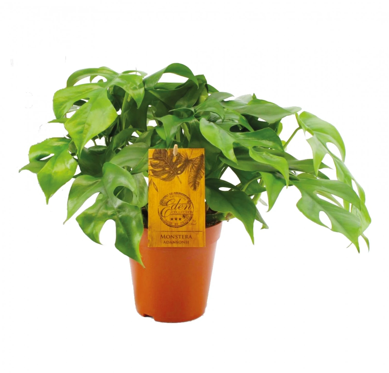 Monstera Minima, In 15cm-pot 1 Monstera Minima, In 15cm-pot