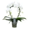 Phalaenopsis Mirror Miracle Aurora 2 Tak, Minimaal 15 Bloemen