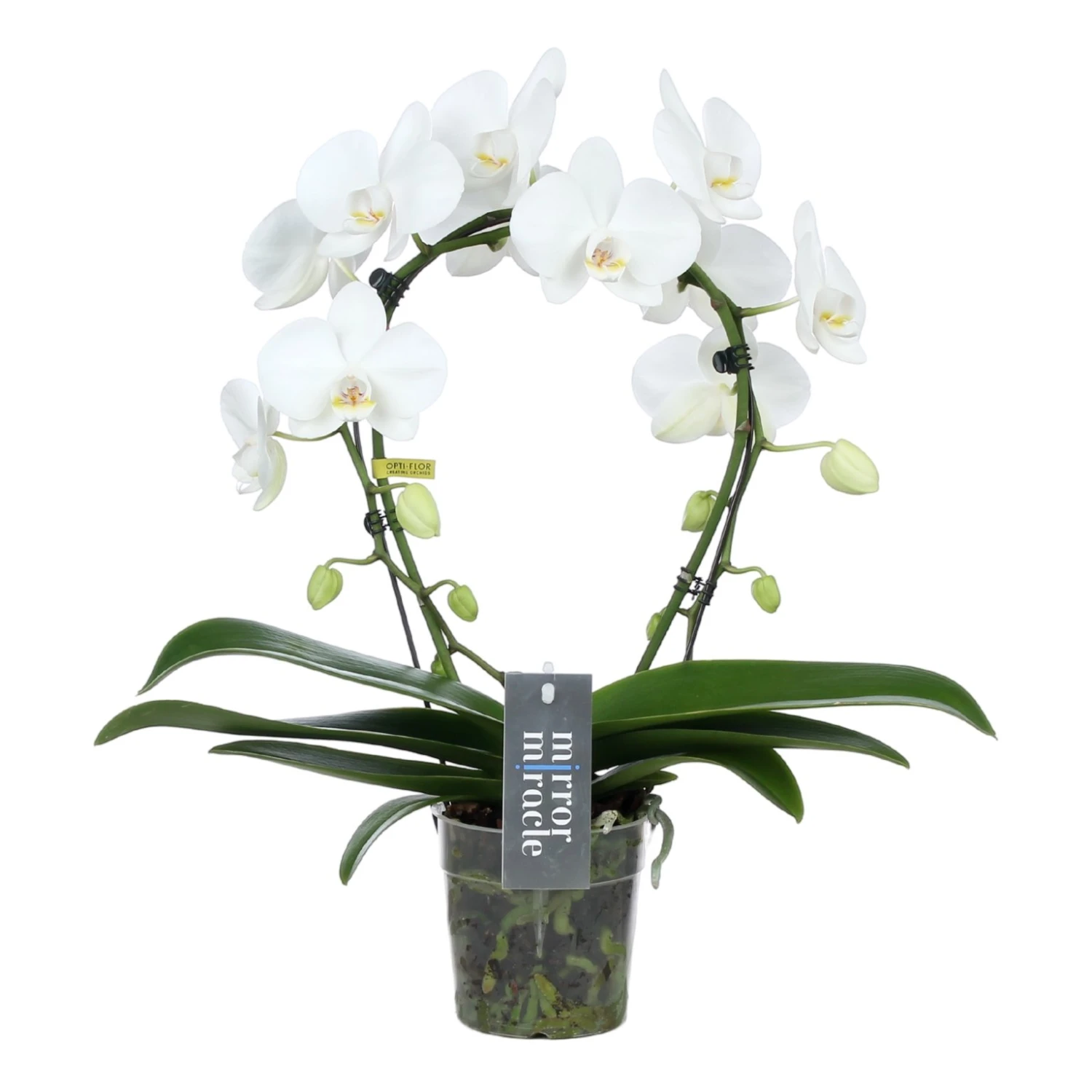 Phalaenopsis Mirror Miracle Aurora 2 Tak, Minimaal 15 Bloemen 1 Phalaenopsis Mirror Miracle Aurora 2 Tak, Minimaal 15 Bloemen