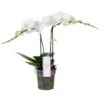 Phalaenopsis MyMonro Blondy 2 Tak, Minimaal 30 Bloemen