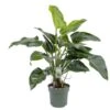 Philodendron Green Beauty, In 27cm-pot