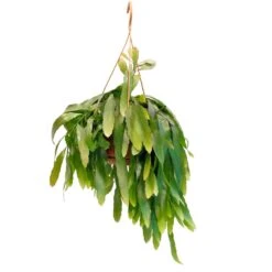 Pseudorhipsalis Ramulosa 'Red Coral', In 21cm-hangpot