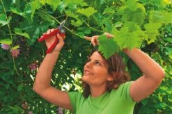 WOLF-Garten Aambeeld Snoeischaar Comfort Plus RS2500 5 WOLF-Garten Aambeeld Snoeischaar Comfort Plus RS2500 -Kettler Tuinieren Winkel wolf garten aambeeld snoeischaar comfort plus rs2500 1619177787 1 l