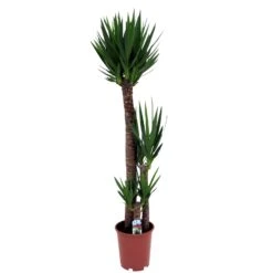 Yucca Elephantipes, In 27cm-pot 160cm Hoog