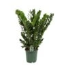 Zamioculcas, In 21cm-pot 80cm Hoog
