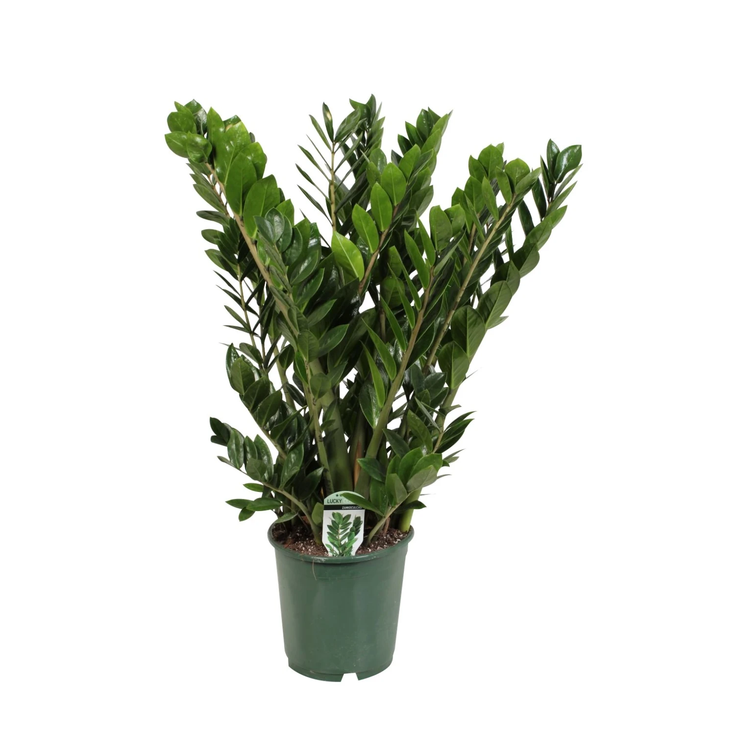 Zamioculcas, In 21cm-pot 80cm Hoog 1 Zamioculcas, In 21cm-pot 80cm Hoog